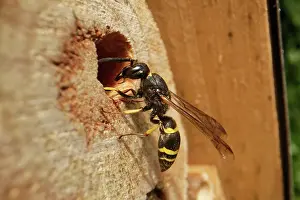 Wasp Prints: Mason wasp (Ancistrocerus sp.) female