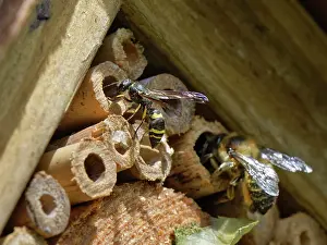 Vespidae Prints: Mason wasp / Potter wasp (Ancistrocerus sp)