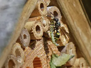 Vespidae Prints: Mason wasp / Potter wasp (Ancistrocerus sp)