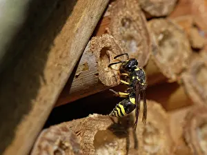Wasp Prints: Mason wasp / Potter wasp (Ancistrocerus sp)