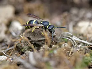 Wasp Prints: Mason wasp / Potter wasp (Ancistrocerus sp)