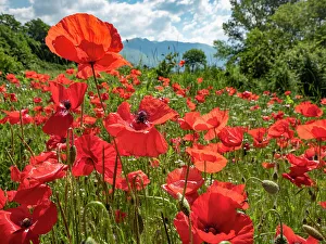 Papaveraceae Prints: Mass of Field poppies (Papaver rhoeas)flowering in summer, Sibillini, Umbria, June