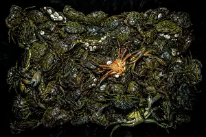 Invasive Prints: A mass of invasive European green crabs (Carcinus maenas)