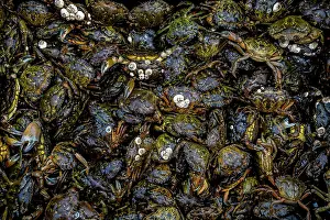 Invasive Prints: A mass of invasive European green crabs (Carcinus maenas)
