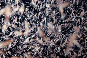 Crustracea Prints: Mass of plankton attracted to lights at night