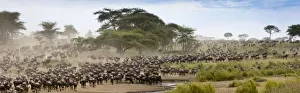 Massing herds of White bearded wildebeest (Connochaetes taurinus albojubatus) on migration