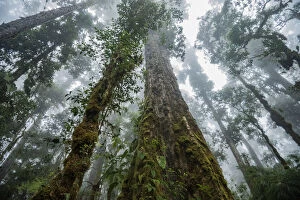 Montane Forest Collection: Massive old growth oak trees of the cloud forest, Talamanca Range, Talamanca Range-La