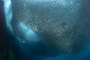 A massive school of millions of sardines (Sardina pilchardus), Moalboal, Cebu