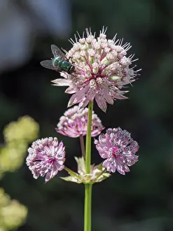 Umbelliferae Prints: Masterwort (Astrantia major) in flower, Jura, Switzerland. July. Focus stacked