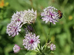 Umbelliferae Prints: Masterwort (Astrantia major) in flower, Jura, Switzerland. July. Focus stacked
