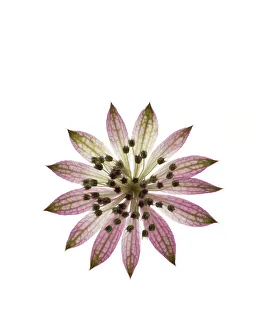 Heather Angel Prints: Masterwort (Astrantia sp) with pink bracts and tiny florets. Cultivated in garden