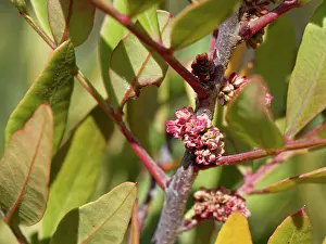 Sapindales Prints: Mastic tree (Pistacia lentiscus) flowering