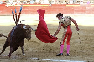 Livestock Collection: Matador waving red cape at bull during bullfight, bull is speared with barbed sticks (banderillas)