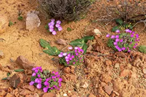 Aizoaceae Prints: Matfigs (Antimima sp.) flowering in desert