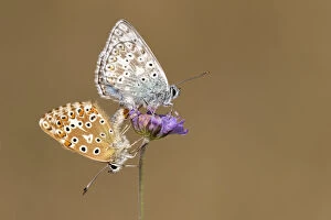 UK Wildlife August Gallery: Mating pair of chalkhill blue butterflies (Lysandra coridon) with wings closed resting