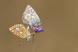 Papilionoidea Prints: Mating pair of chalkhill blue butterflies (Lysandra coridon) with wings closed resting