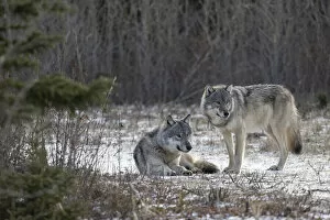 Images Dated 23rd February 2022: Matriarch Timber wolf (Canis lupus lycaon) sitting next to alpha male standing in snow