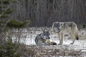 Wolf Prints: Matriarch Timber wolf (Canis lupus lycaon) sitting next to alpha male standing in snow