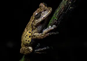 Hylidae Prints: Matuda's spikethumb frog (Plectrohyla matudai) sitting on branch