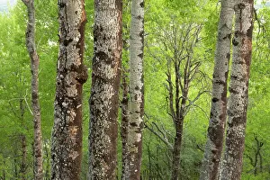 Malpighiales Prints: Mature Aspen (Populus tremula) stand in early summer