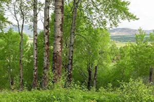 Malpighiales Prints: Mature Aspen (Populus tremula) stand in early summer