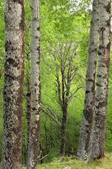 Malpighiales Prints: Mature Aspen (Populus tremula) stand in early summer