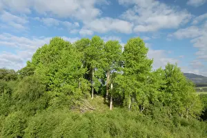 Malpighiales Prints: Mature Aspen (Populus tremula) stand in early summer