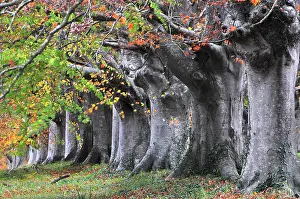 Fagaceae Prints: Mature Beech (Fagus sylvatica) trees in autumn