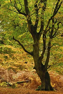 Hues Prints: Mature Beech tree (Fagus sylvatica) with leaves in autumn colours, Mark Ash Wood