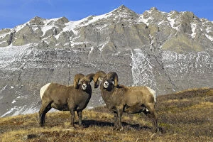 Alberta Gallery: Mature Bighorn Rams (Ovis canadensis) on high mountain pass. Jasper National Park