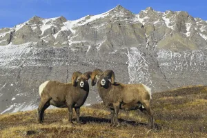Symmetry Prints: Mature Bighorn Rams (Ovis canadensis) on high mountain pass. Jasper National Park