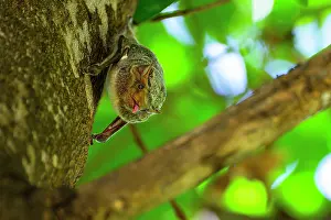 Sticking Out Tongue Prints: Mauritian tomb bat (Taphozous mauritianus) resting on tree trunk