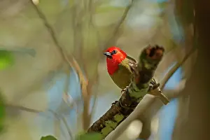 Ploceidae Prints: Mauritius fody (Foudia rubra) perched on branch