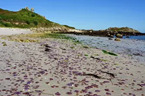 Scyphozoa Prints: Mauve stinger jellyfish (Pelagia noctiluca) stranded on beach