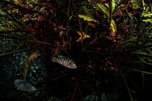 Malpighiales Prints: Two Mayan cichlids (Cichlasoma urophthalmus) sheltering amongst Mangrove roots (Rhizophora mangle)