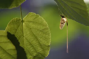 Mayfly (Ephemera Danica) on leaf, Dala river, Gtene, Vstra Gtaland, Sweden, June 2009