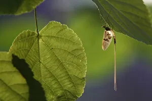 Scandinavia Collection: Mayfly (Ephemera Danica) on leaf, Dala river, Gtene, Vstra Gtaland, Sweden, June 2009