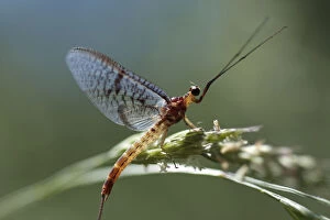 Images Dated 15th June 2009: Mayfly (Ephemera lineata) on grass seed, Lagadin region, Lake Ohrid, Galicica National Park