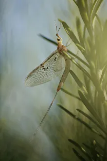 Images Dated 16th June 2009: Mayfly (Ephemera lineata) Lagadin region, Lake Ohrid, Galicica National Park, Macedonia
