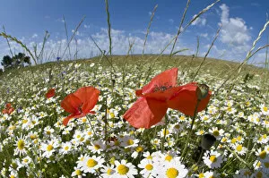 Images Dated 17th June 2010: Mayweed (Anthemis sp) and Poppies (Papaver rhoeas) in flower, near Orvieto, Umbria