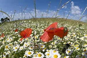 Papaver Prints: Mayweed (Anthemis sp) and Poppies (Papaver rhoeas) in flower, near Orvieto, Umbria