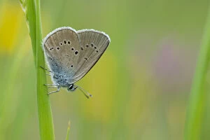 Images Dated 5th July 2016: Mazarine blue butterfly (Cyaniris semiargus) Aosta Valley, Gran Paradiso National Park, Italy
