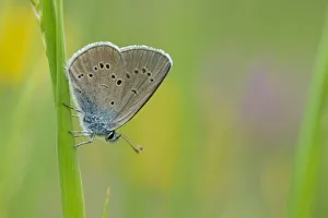 Lycaenid Prints: Mazarine blue butterfly (Cyaniris semiargus) Aosta Valley