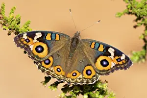 Papilionoidea Prints: Meadow argus butterfly (Junonia villida) resting on plant