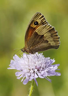 Meadow Brown Butterfly (Maniola jurtina) feeding from Scabious flower (Scabiosa) North Downs