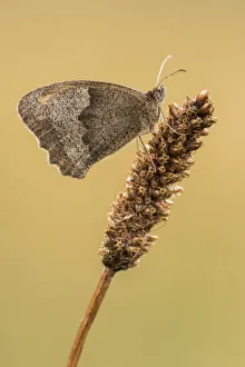 Meadow brown butterfly (Maniola jurtina), resting on grass head with wings closed