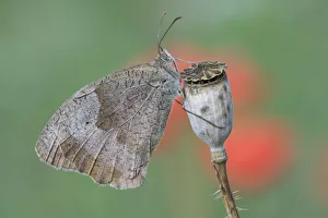 Papaver Prints: Meadow brown butterfly (Maniola jurtina) on Common poppy seedhead (Papaver rhoeas)