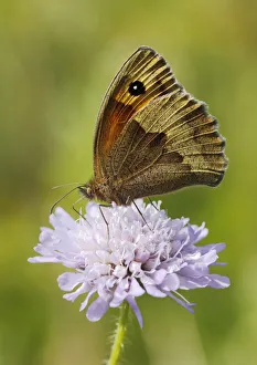 Papilionoidea Prints: Meadow Brown Butterfly (Maniola jurtina) feeding from Scabious flower (Scabiosa) North Downs