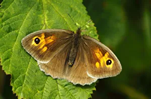 Meadow Brown Butterfly (Maniola jurtina) female basking, wings open, Southwest London, UK, July