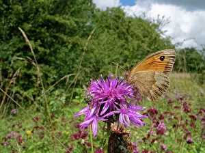 Fourfooted Butterfly Prints: Meadow brown butterfly (Maniola jurtina) nectaring on Greater knapweed (Centaurea scabiosa)